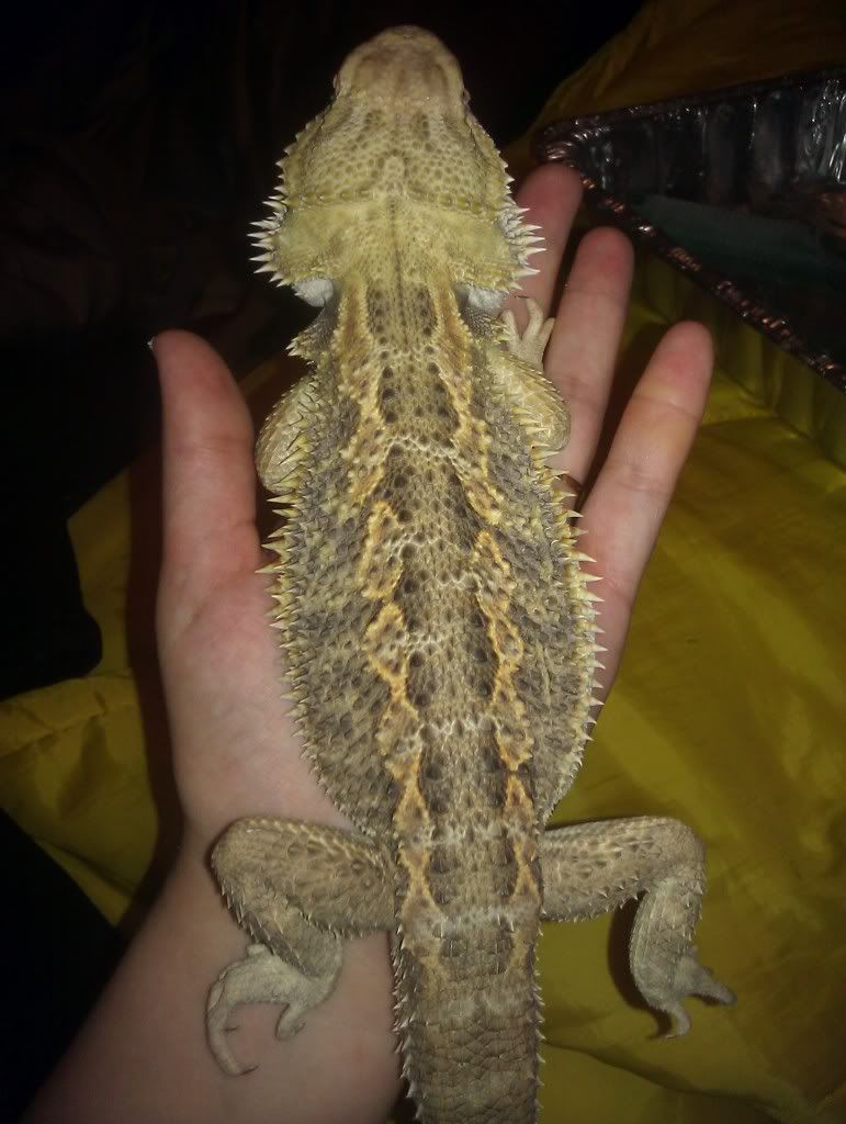 PetSmart Beardie Pictures! • Bearded Dragon . org