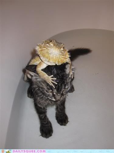 cute-animals-interspecies-love-thanks-fo