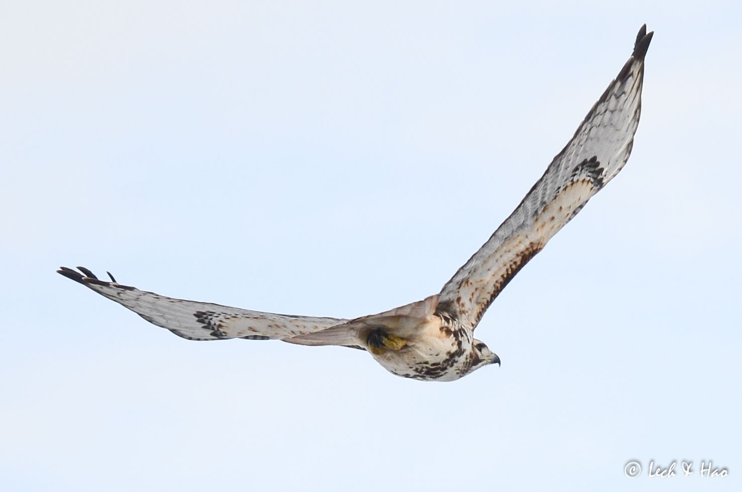 红尾鹰redtailedhawk