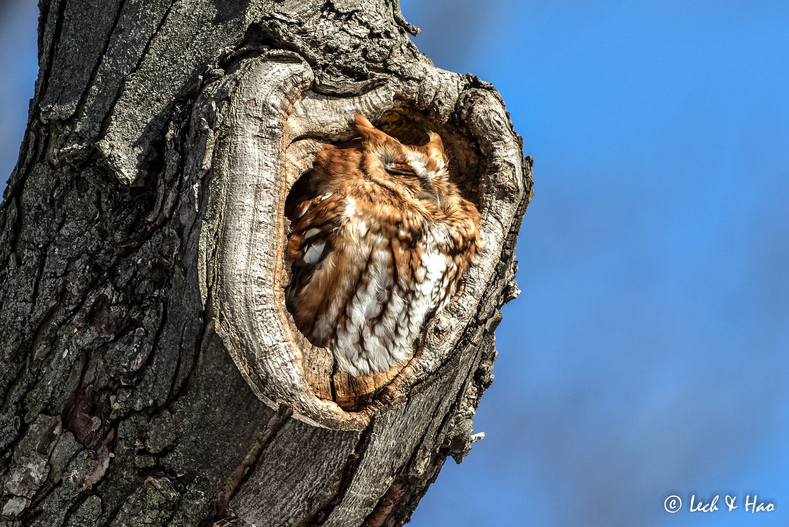 巴掌大的猫头鹰-东部鸣角鸮(easternscreech-owl)