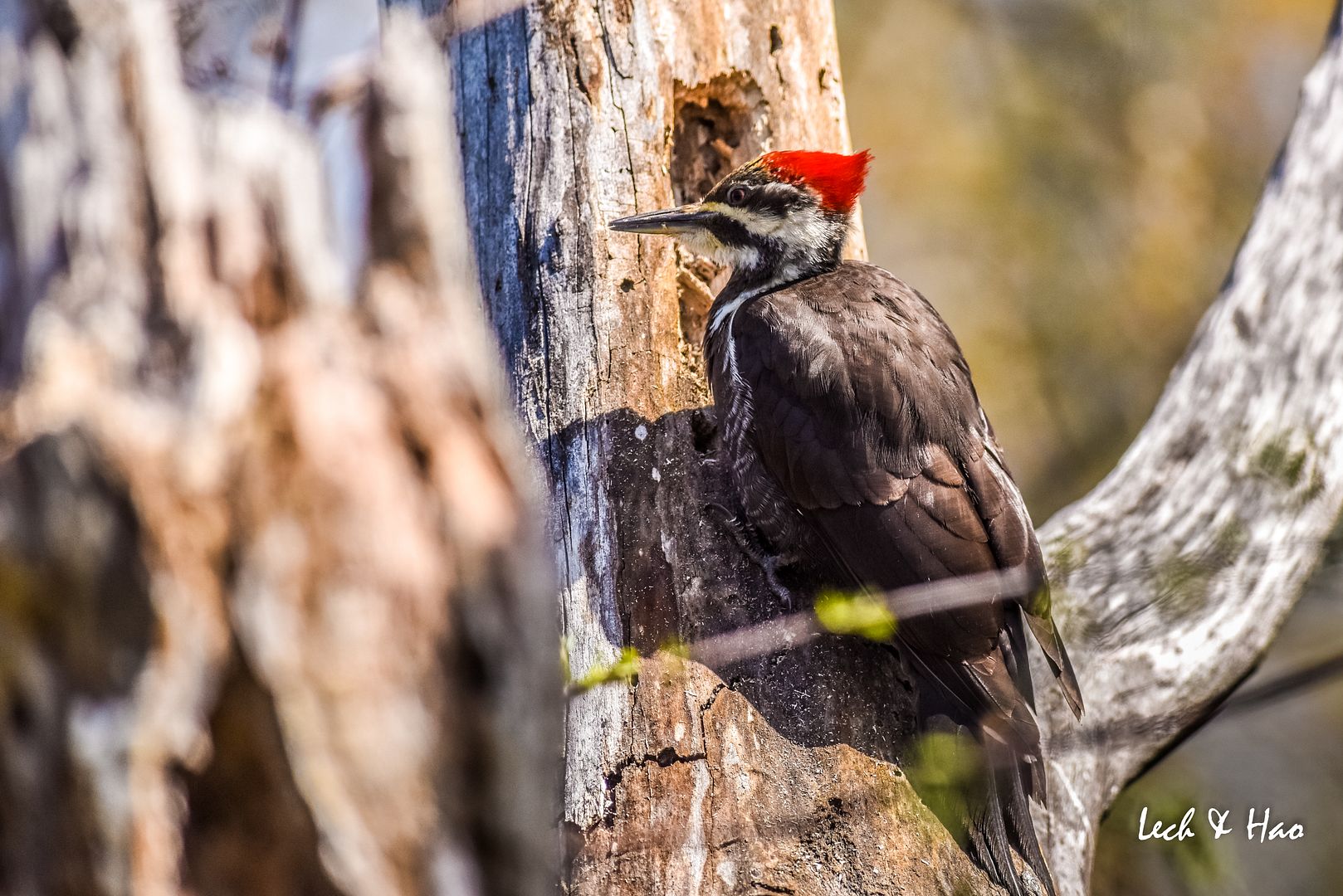 北美红冠黑啄木鸟(pileated woodpecker)