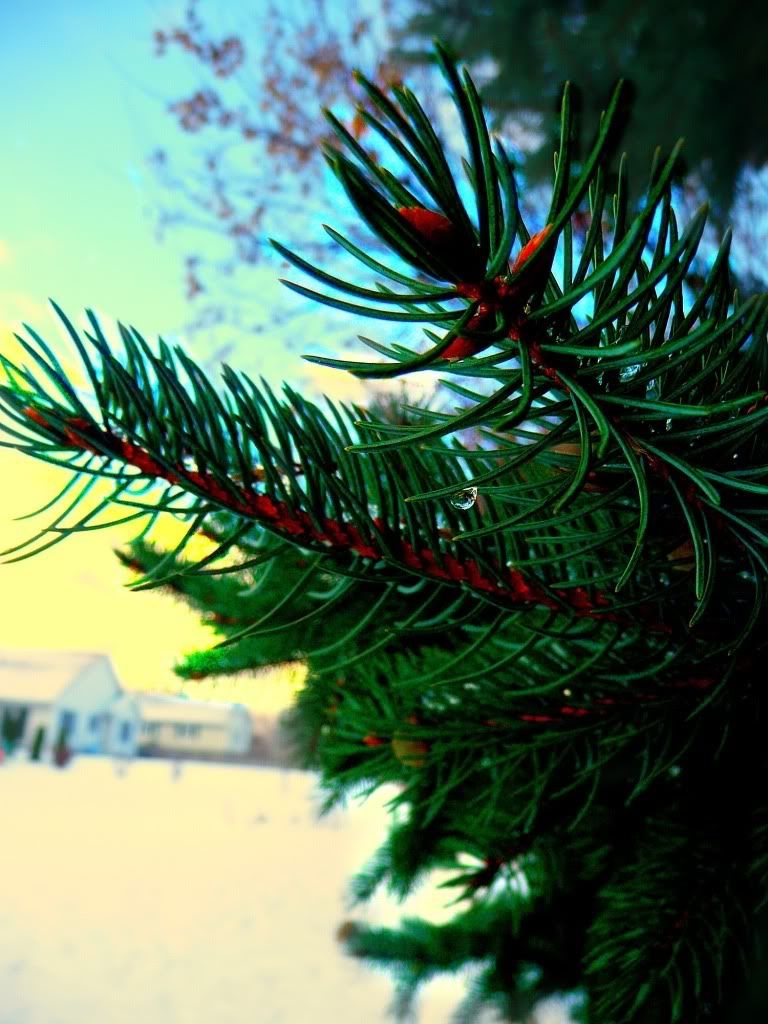 Pine Tree