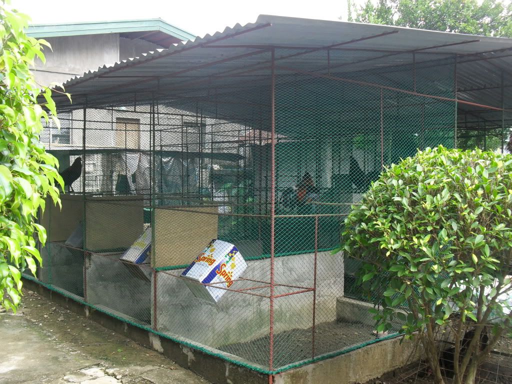 Gamefowl+Fly+Pens water grills and gamefowl old gamefowl adore them in pairs Images ...