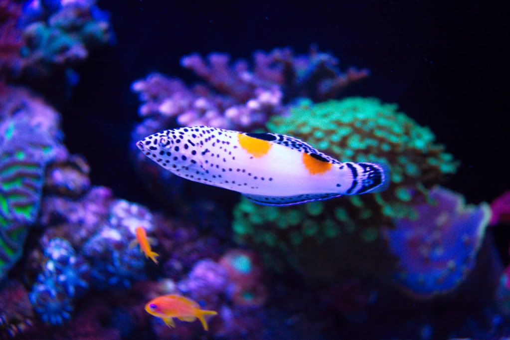 http://i1081.photobucket.com/albums/j342/medeo80013/Fishes/IMG_5801.jpg