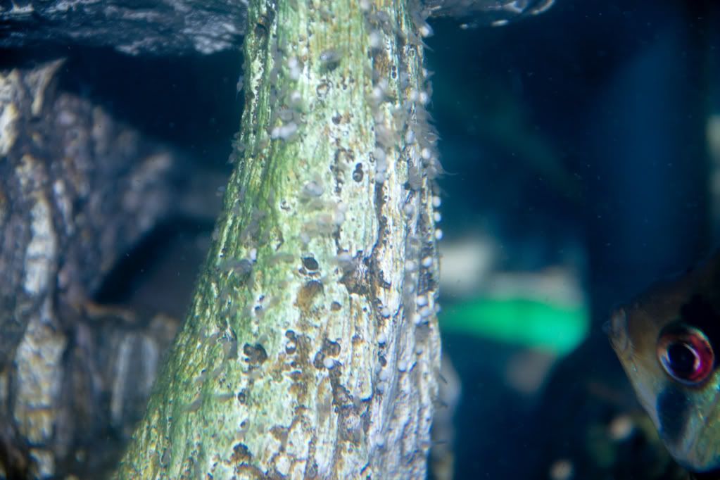 http://i1081.photobucket.com/albums/j342/medeo80013/Fishes/IMG_6339.jpg
