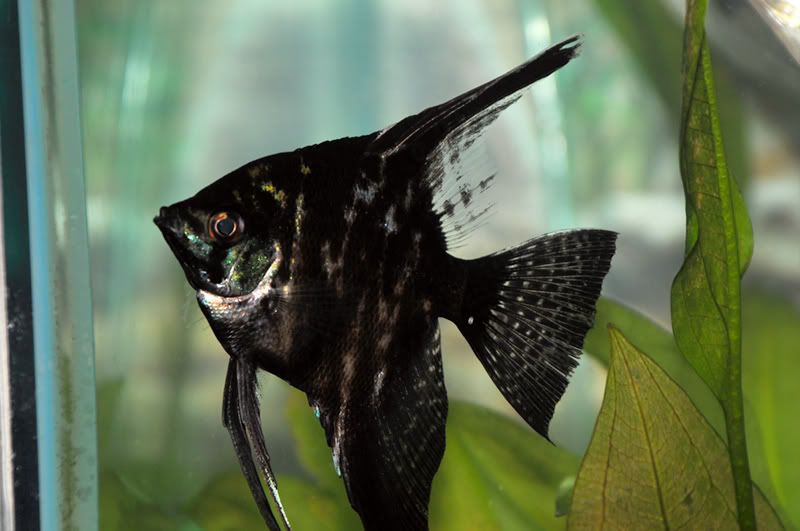 http://i1081.photobucket.com/albums/j342/medeo80013/Fishes/TRA_3408.jpg