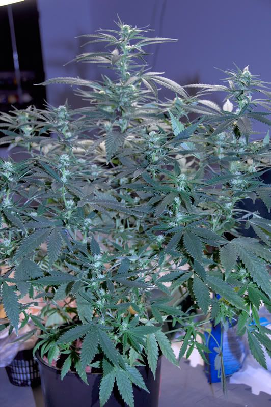 http://i1081.photobucket.com/albums/j342/medeo80013/mix/D30_4325.jpg