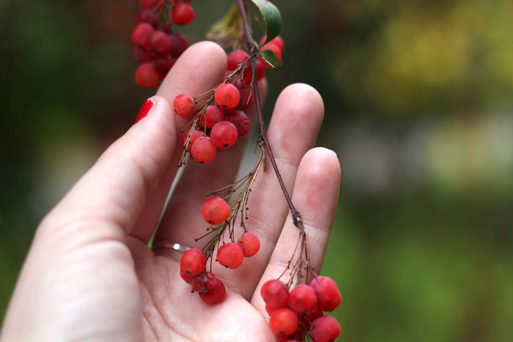 Paige Joanna Kew Gardens