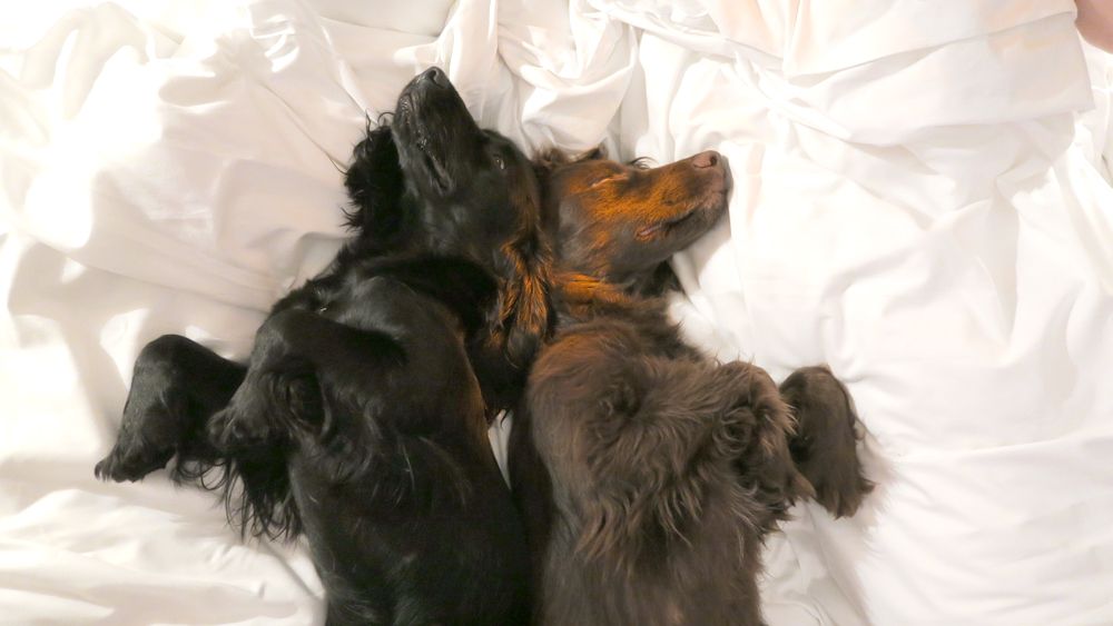  photo Paige Joanna BB Wickham Hotel Dogs_zpsi4bclzsi.jpg