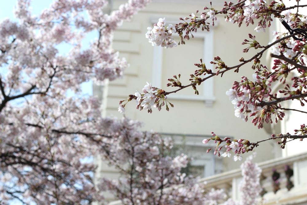  photo Paige Joanna London Blossom Spring_zpskxio7wl7.jpg