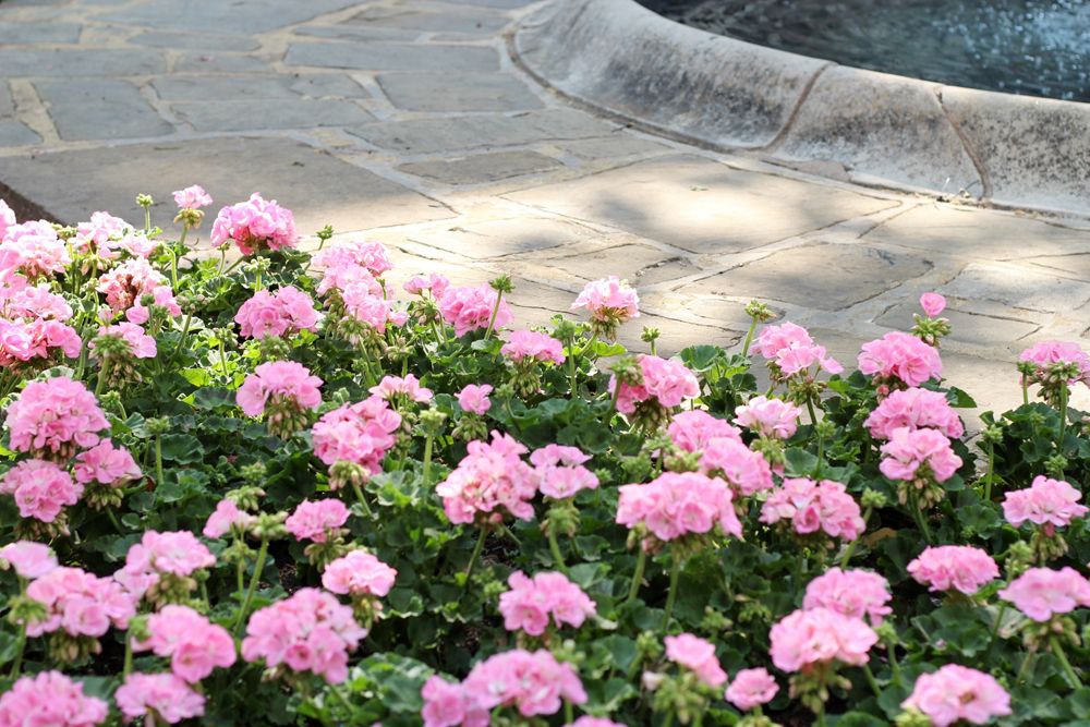  photo Paige Joanna Sloane Square Flowers_zpsyzlmaqmz.jpg