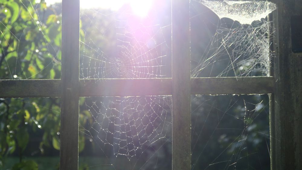  photo Paige Joanna autumnal spider web_zpsl02iu8rp.jpg