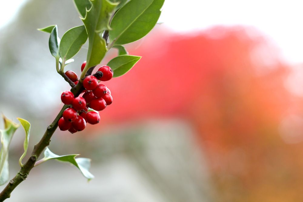 Paige Joanna Kew Gardens