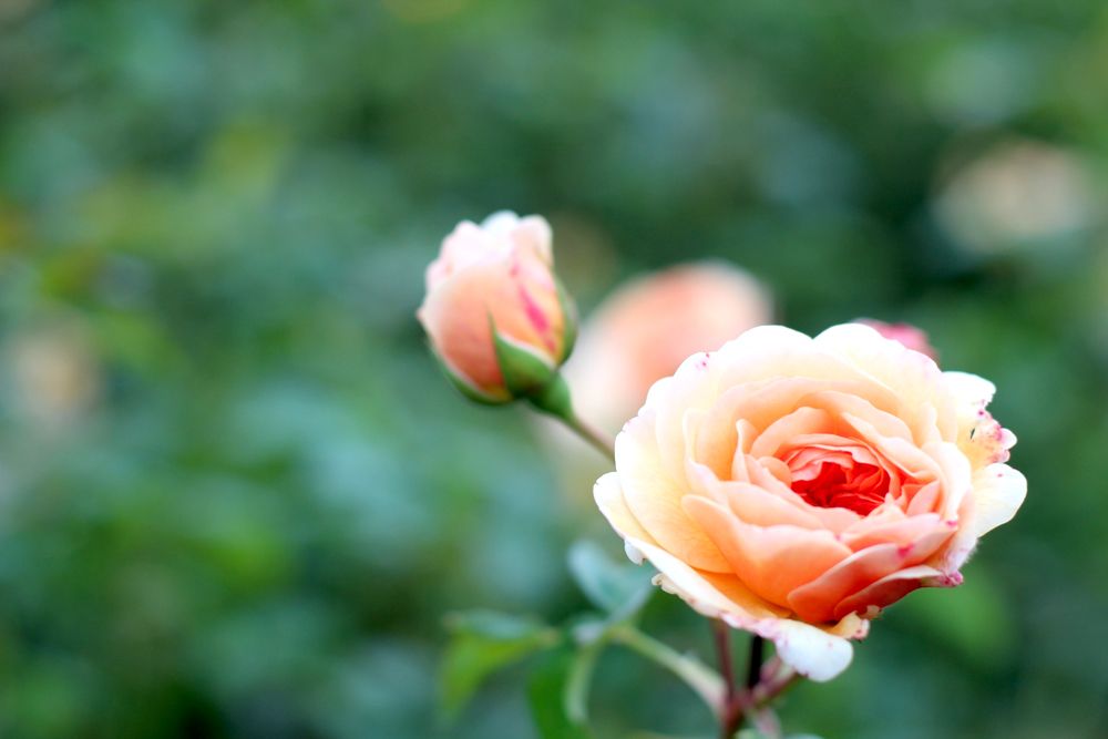 Paige Joanna Kew Gardens