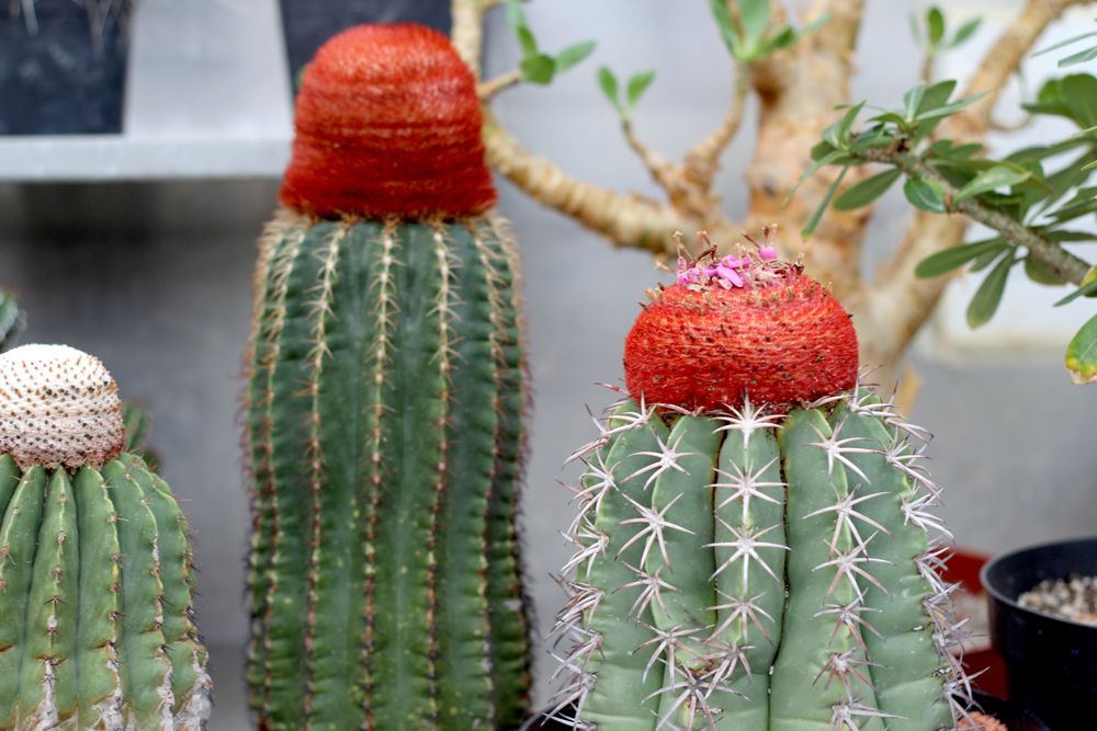 Paige Joanna Kew Gardens