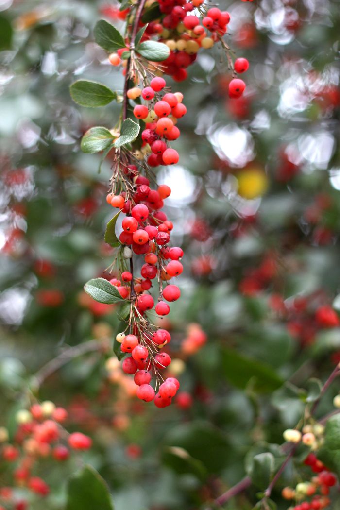 Paige Joanna Kew Gardens