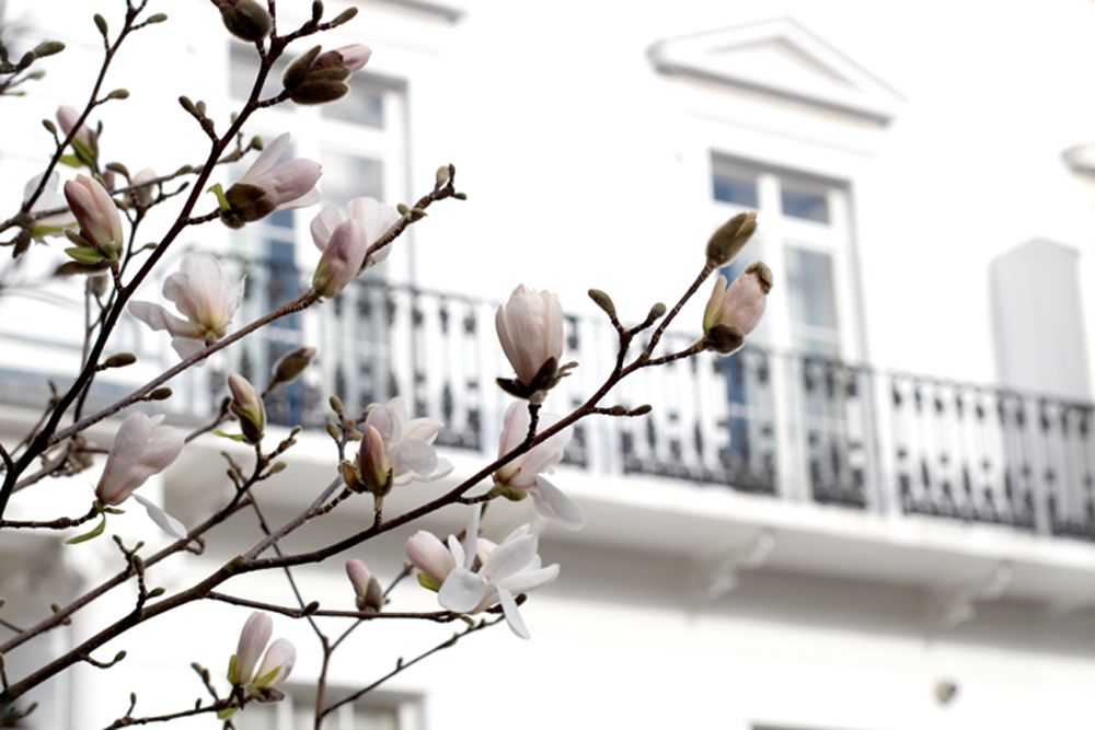  photo paige joanna exploring london spring blossom_zpsoqywzsuo.jpg