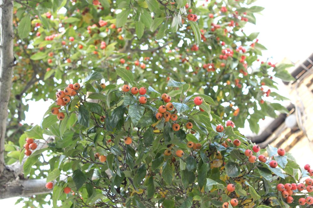  photo paige joanna primark jumper autumn berries_zpsa4wmeiqh.jpg