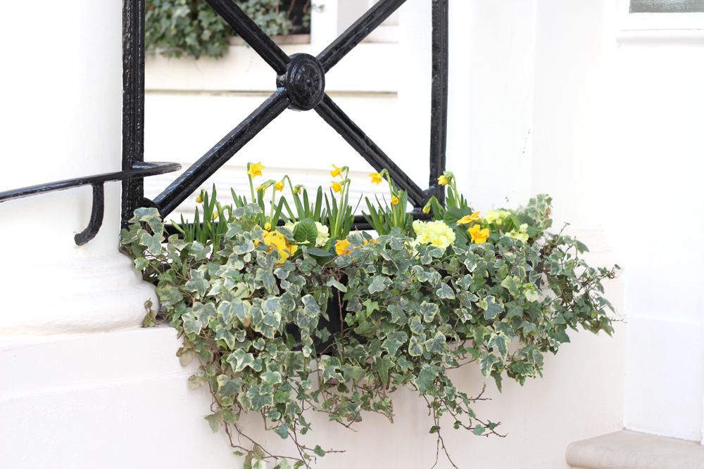  photo paige joanna south kensington floral_zpsq3chdjvz.jpg