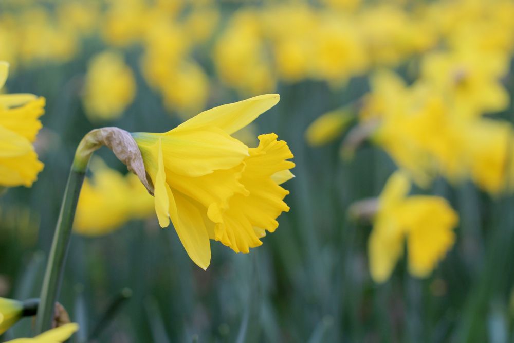  photo paige joanna spring time_zps2swamor4.jpg