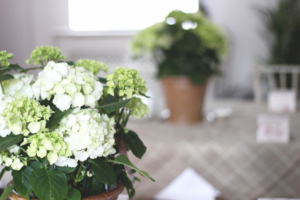 Bettys Tea Party Paige Joanna London