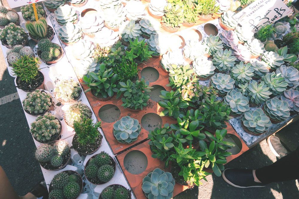 Columbia Road Flower Market Plants
