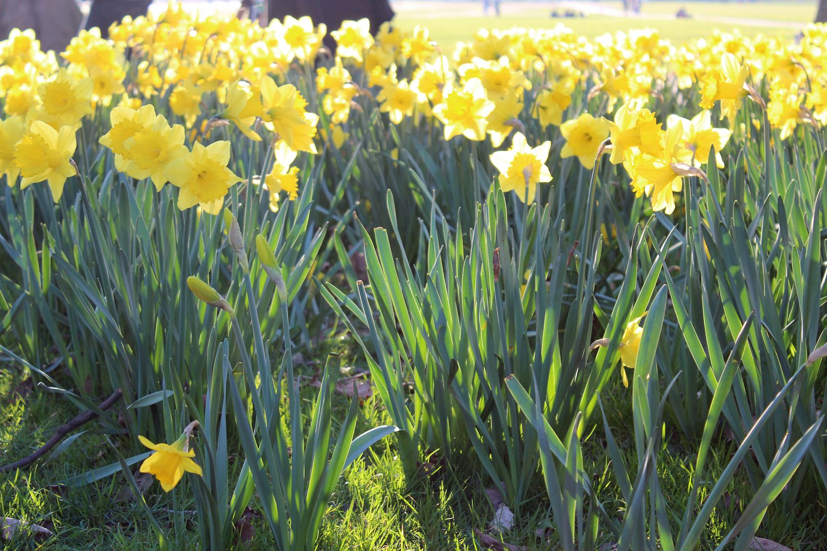  photo IMG_8747_zps81b1270a.jpg