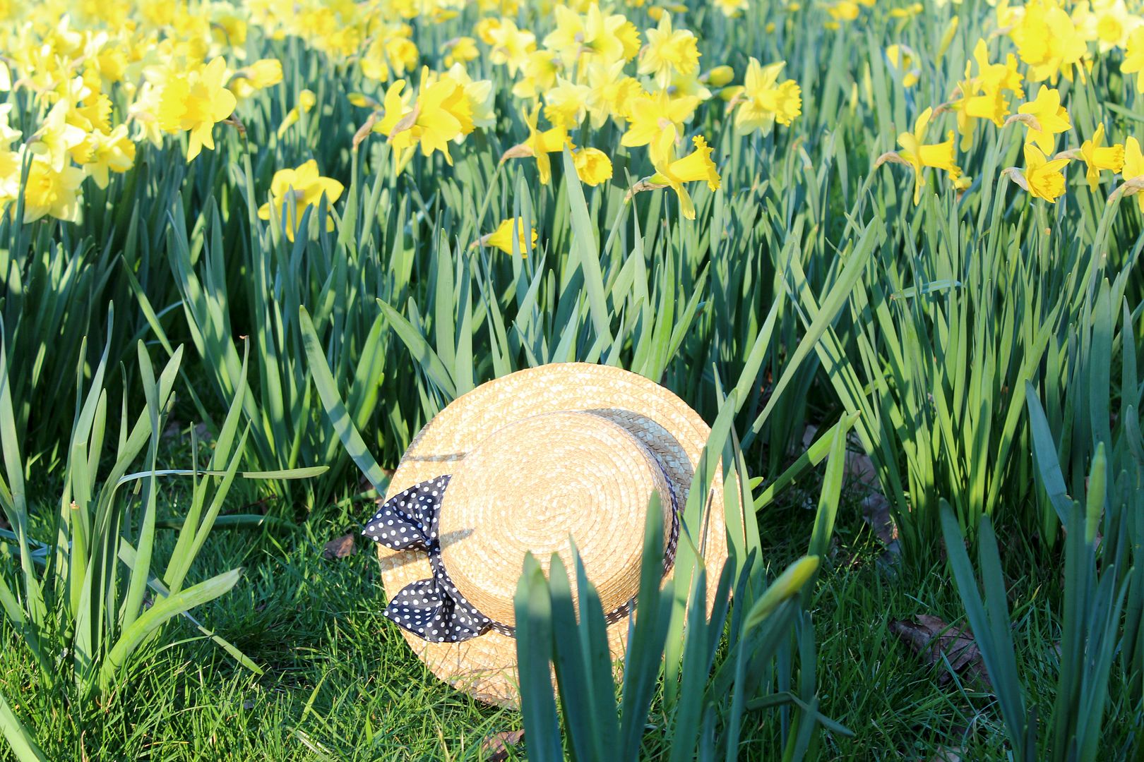  photo IMG_8804_zps0ea137b5.jpg