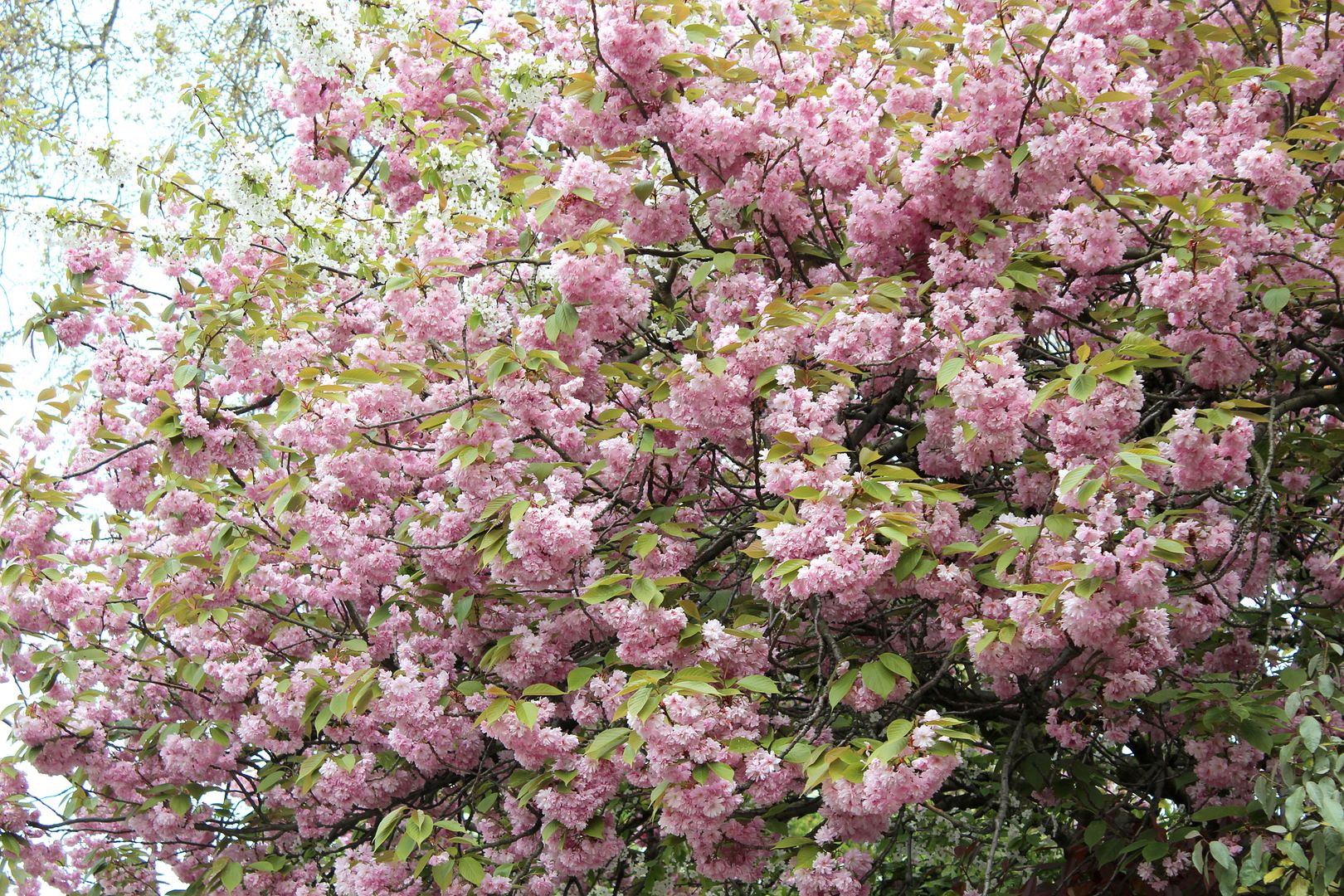  photo IMG_9727_zps07dbf8a1.jpg