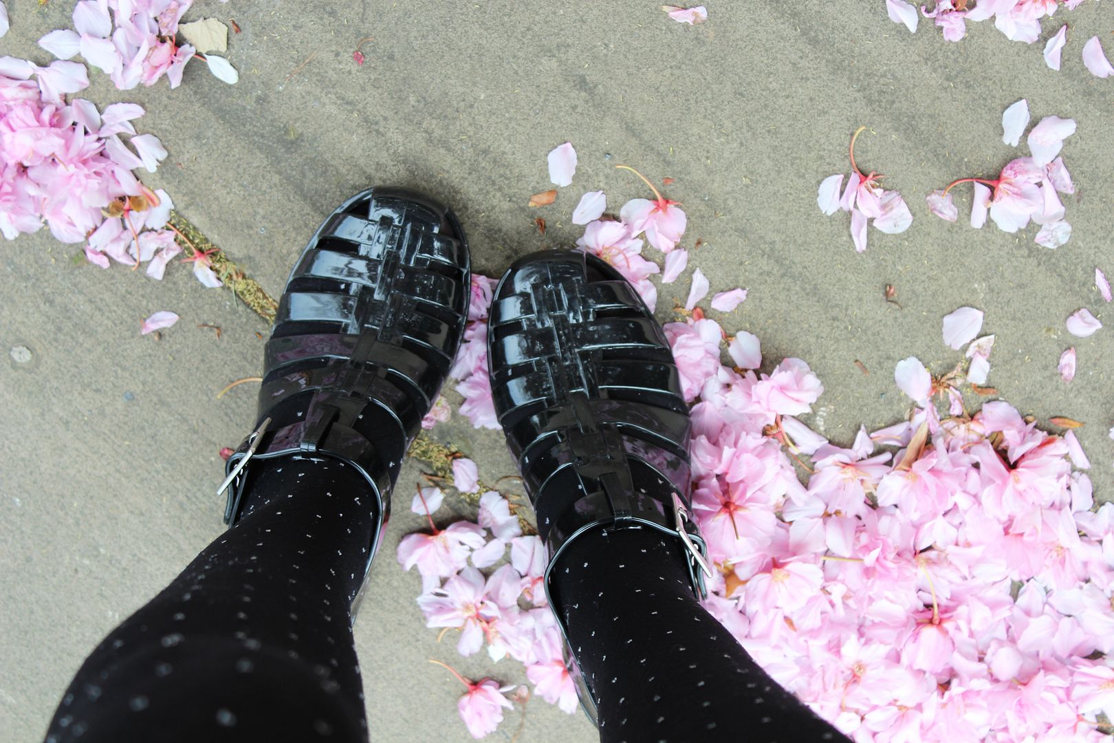  photo IMG_9728_zpsc55e650e.jpg