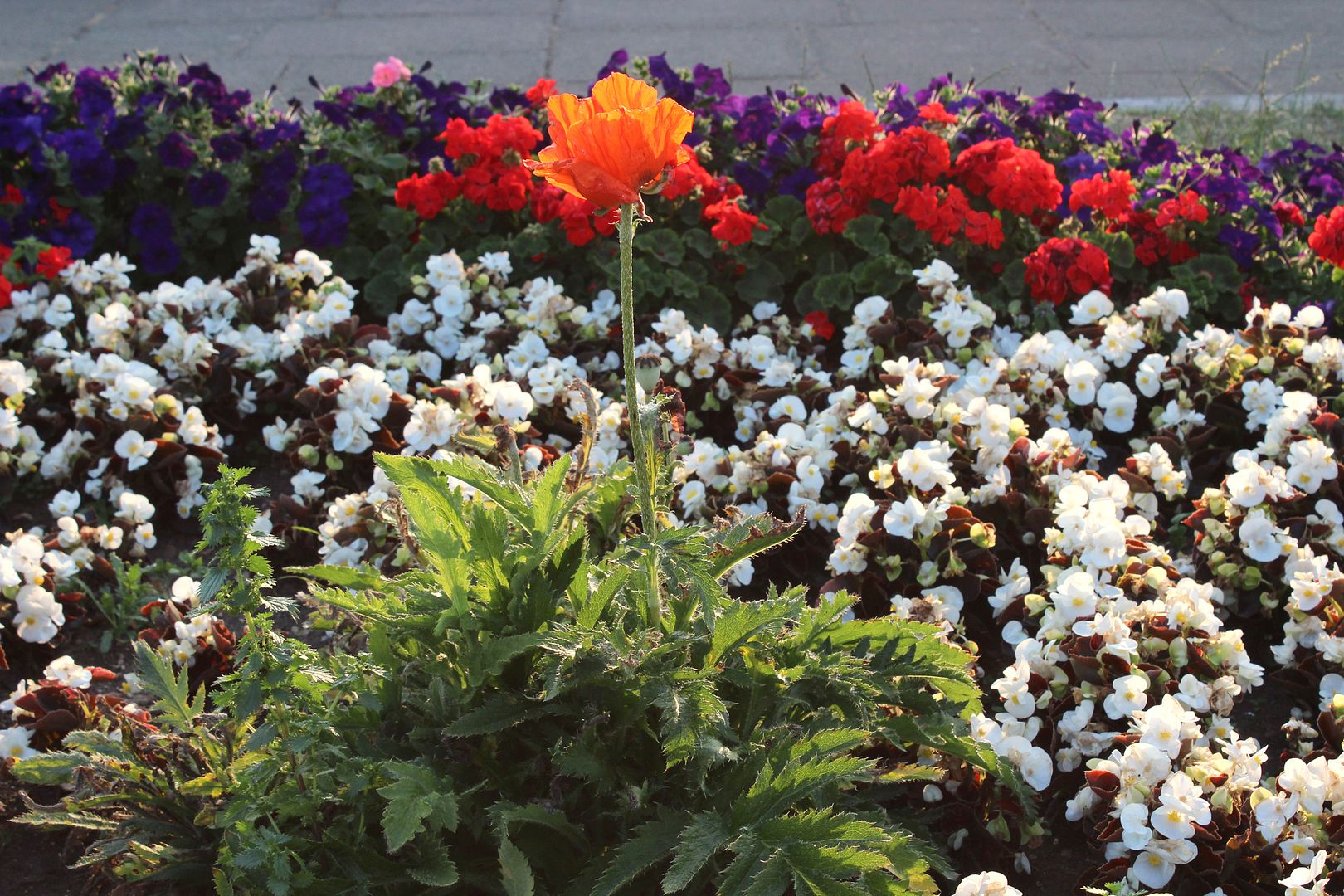  photo IMG_2276_zpsaa63dd8f.jpg