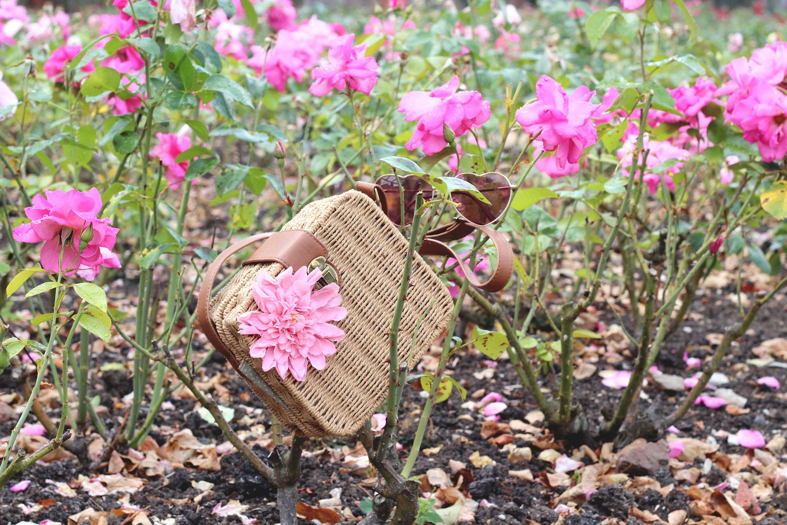 photo IMG_2559_zps9dbfc9f4.jpg