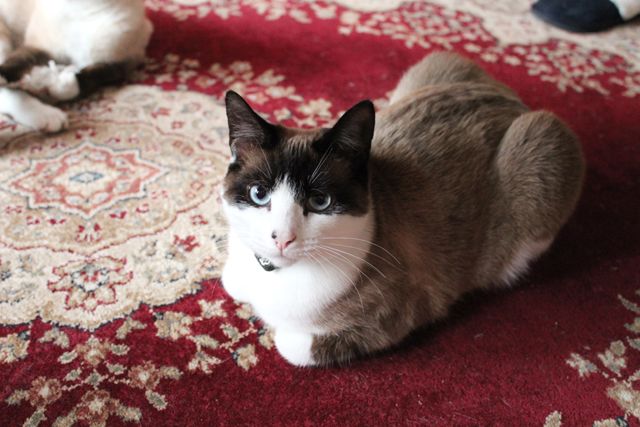 cat blogger, cat