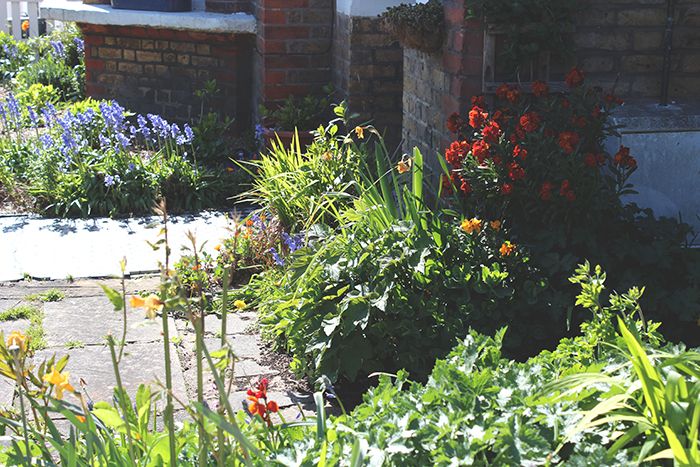 photo pretty garden flowers
