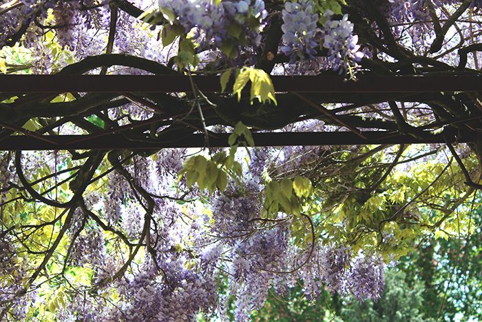  photo holland park 21_zpsalvie4wu.jpg