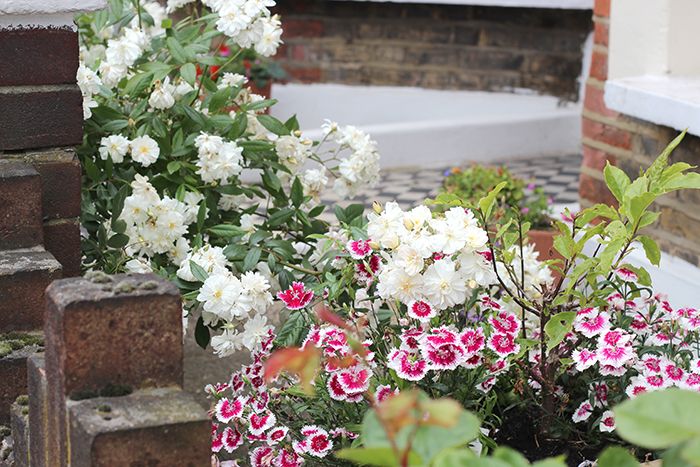 Paige Joanna garden flowers