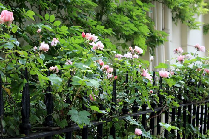 Roses in London Paige Joanna