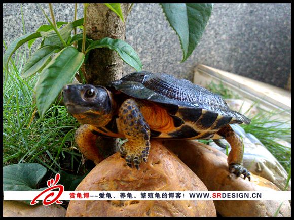 木雕水龟