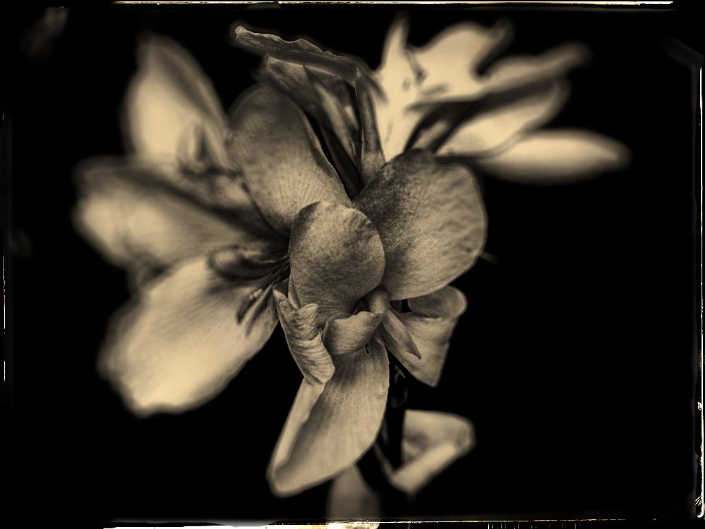 http://i1081.photobucket.com/albums/j343/steve4710/OriginalFlower_Vintage.jpg