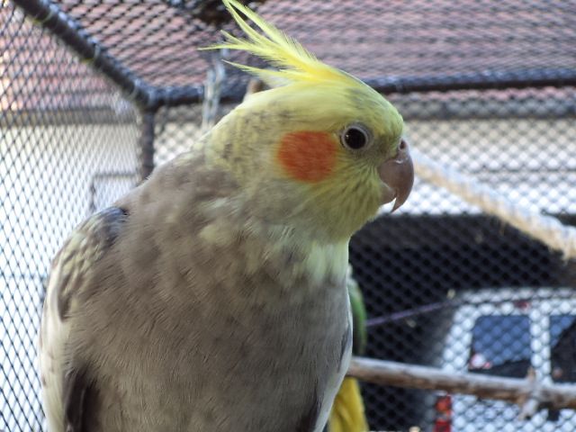 Kép