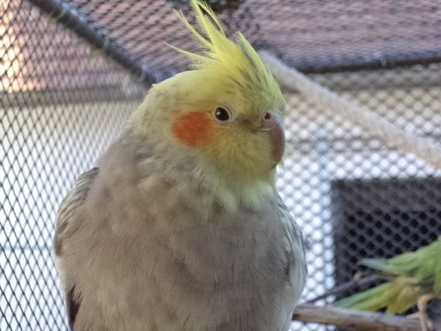 Kép