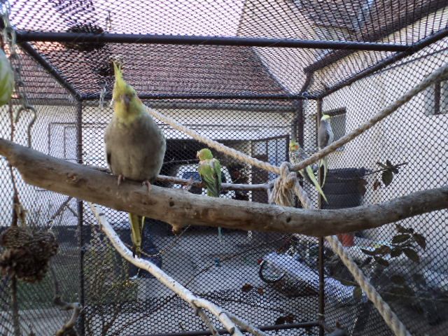 Kép