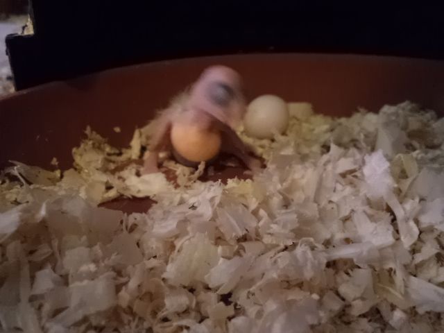 Kép