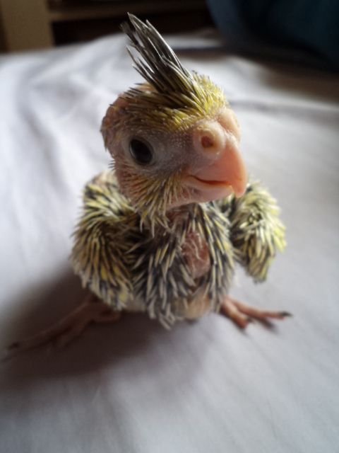 Kép