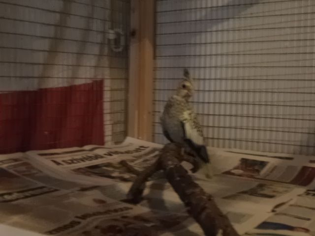 Kép