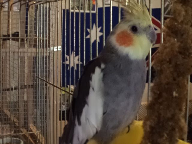 Kép