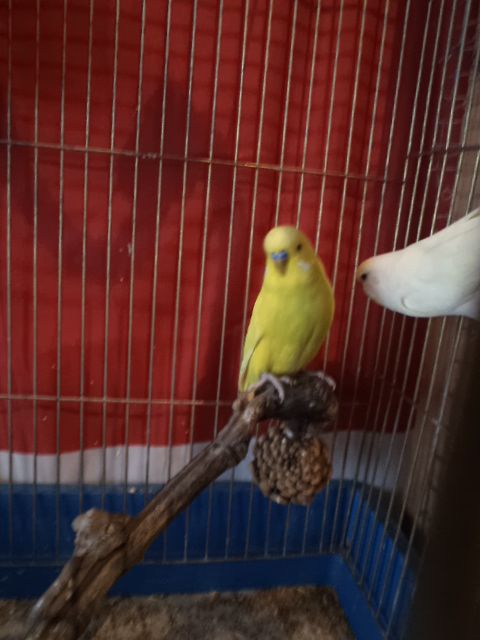 Kép