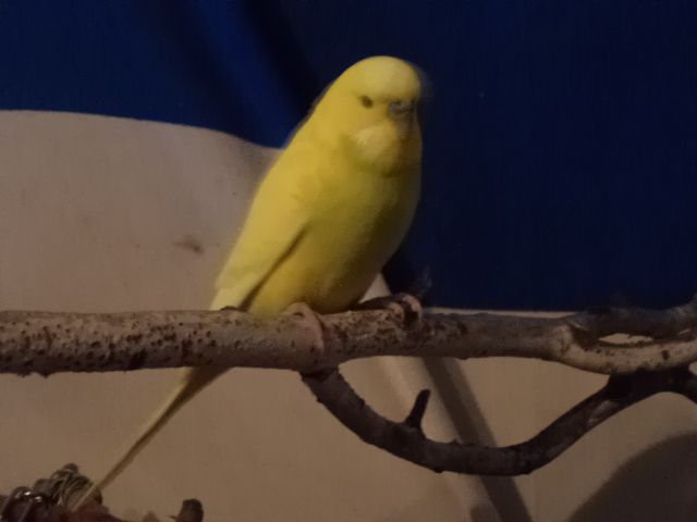Kép