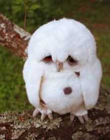 cute-owl-picture-very-sad-owl.jpg