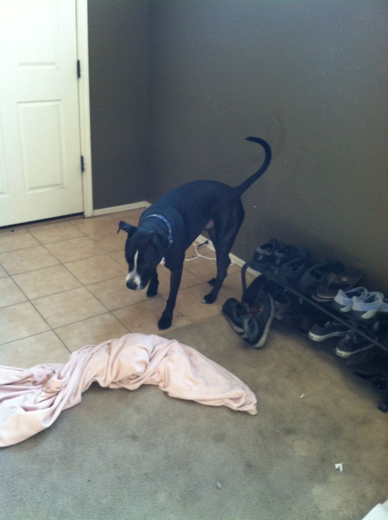 Sniffer